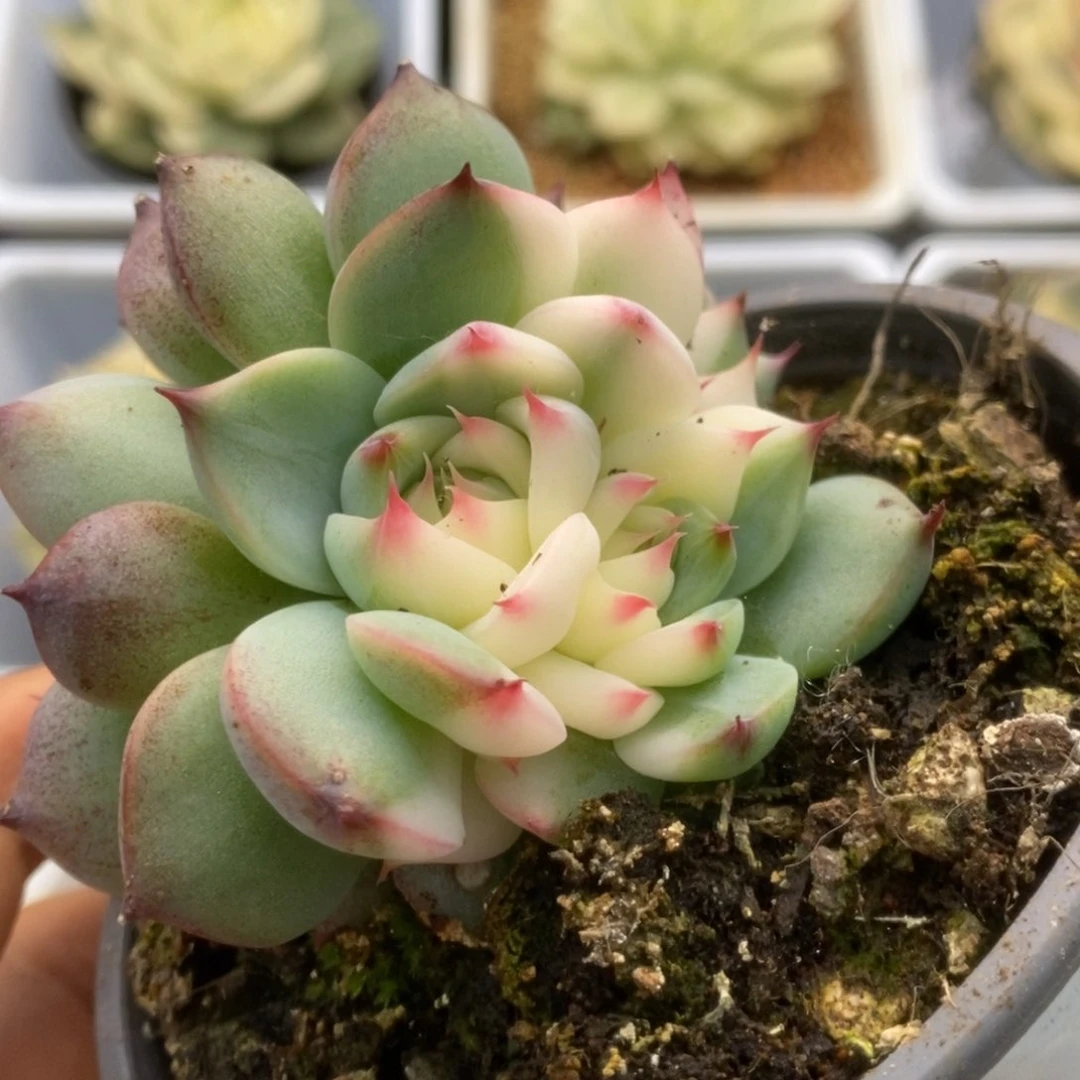 422锦锦锦锦锦锦锦