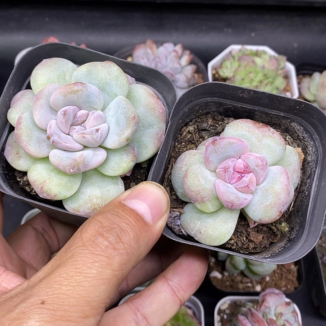 冰玉石化红脸30包邮非偏远