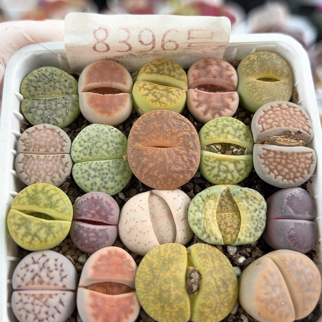 好养易活生石花大母本8396有点干特价出了