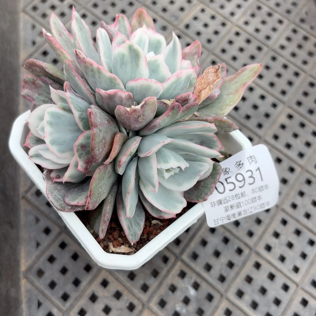 二****)多肉植物05931vggg