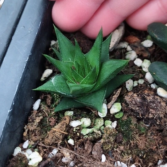 松挲掌硬叶脱盆发货