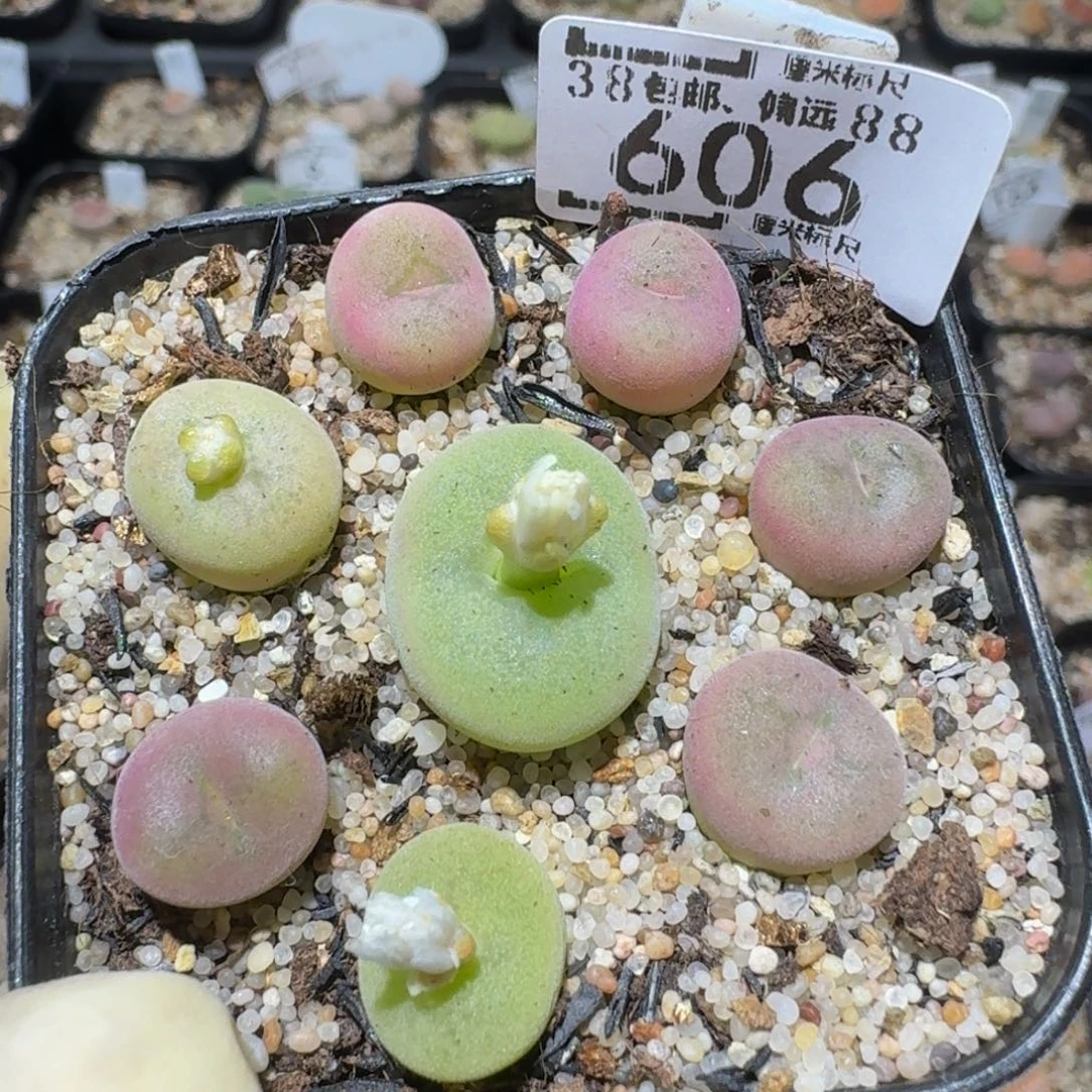 zzzzz精品生石花606