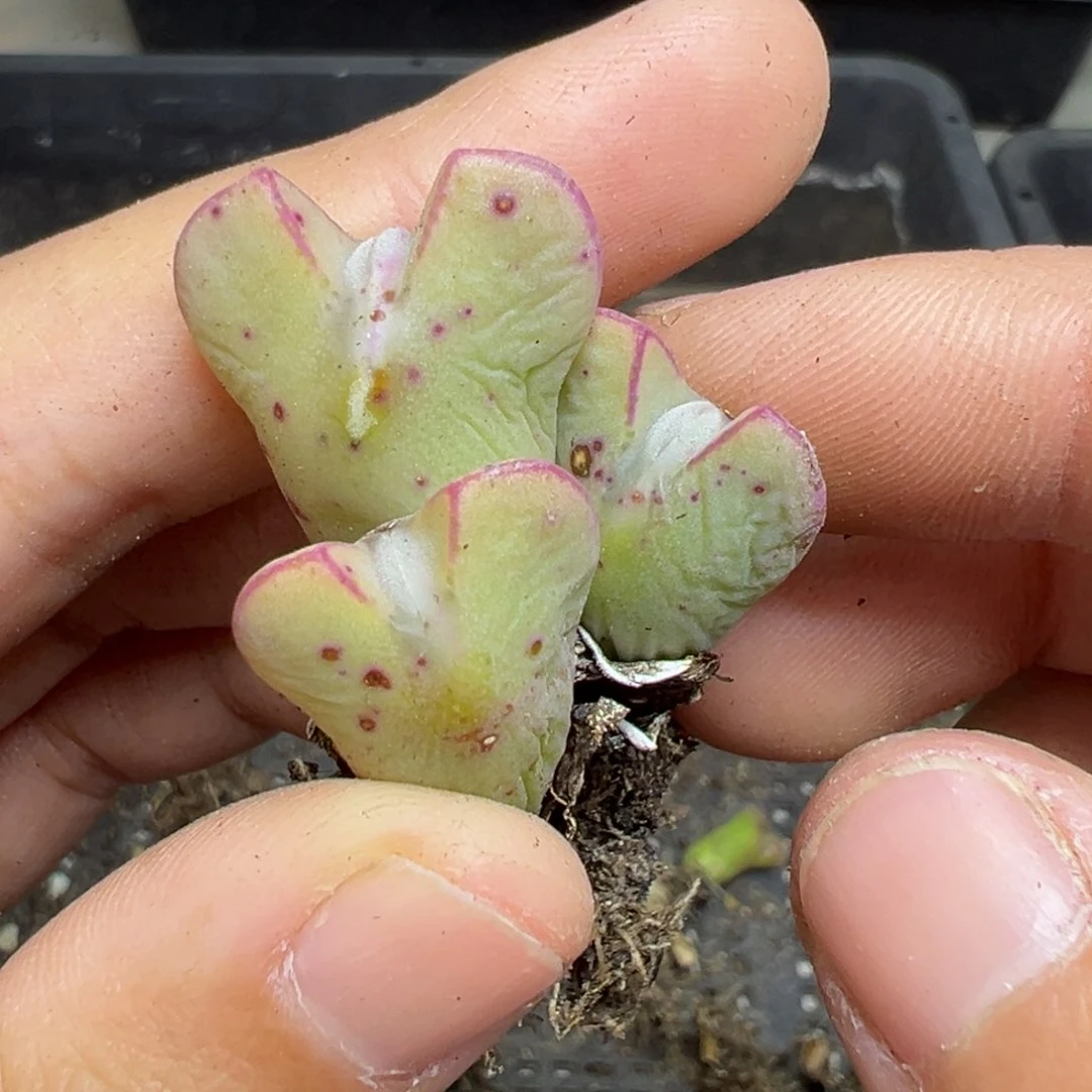 【闪购商品】705……