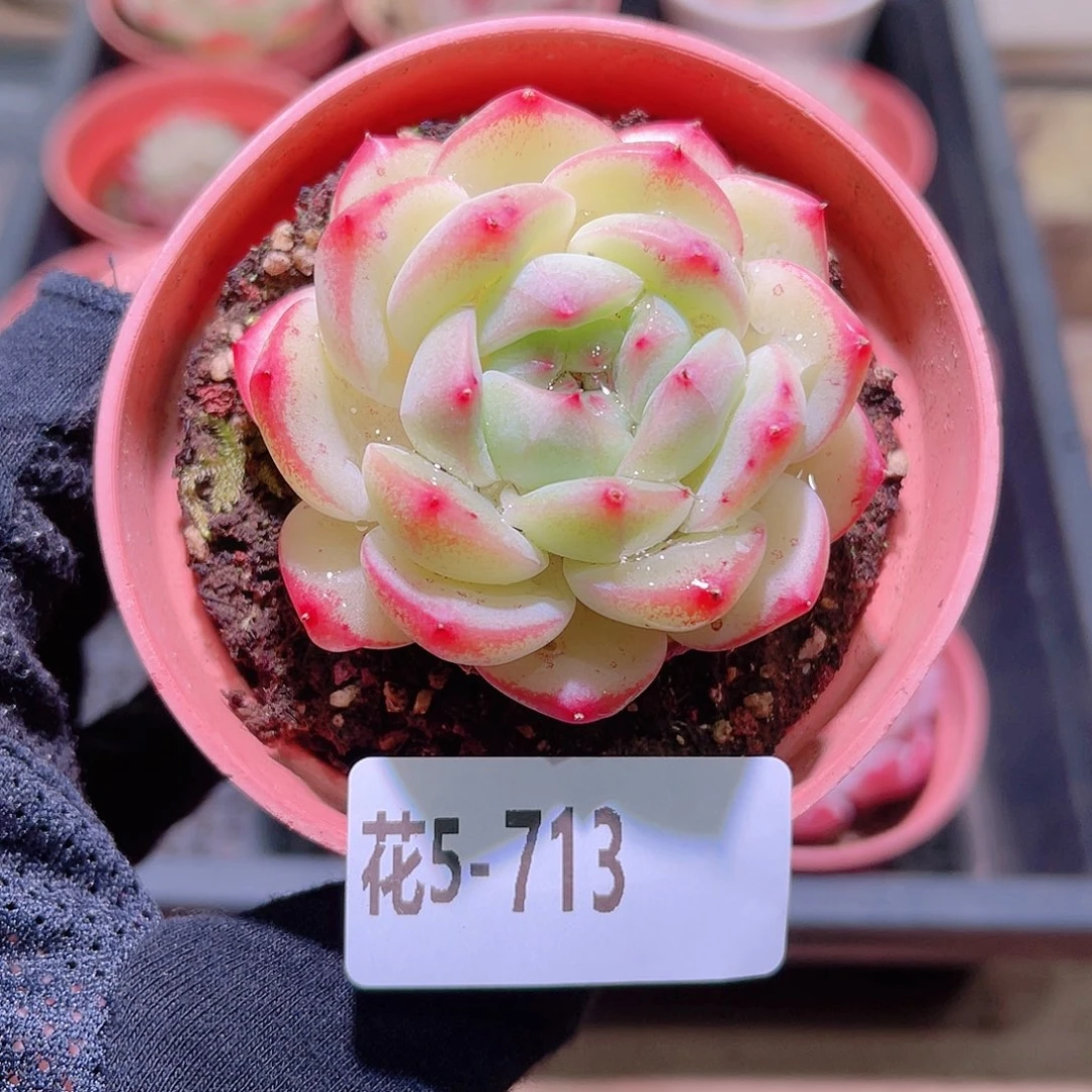 花利美5-713新品