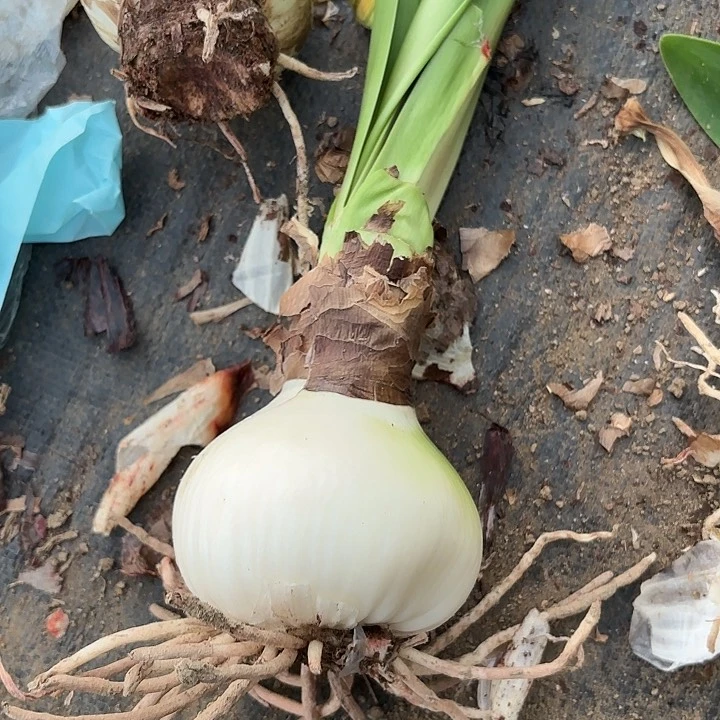 无花朵玫红大球福利