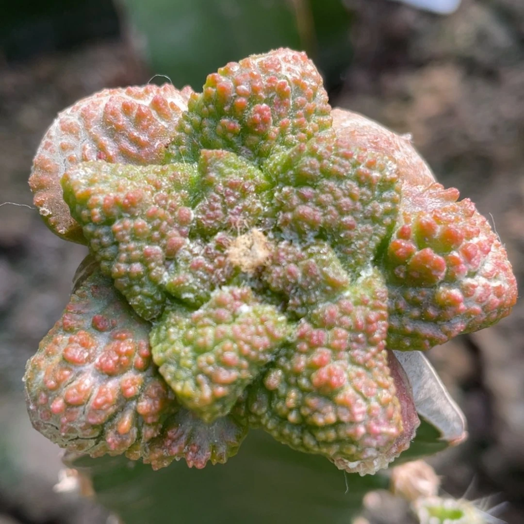 全部花朵哥斯拉牡丹锦 仙人球