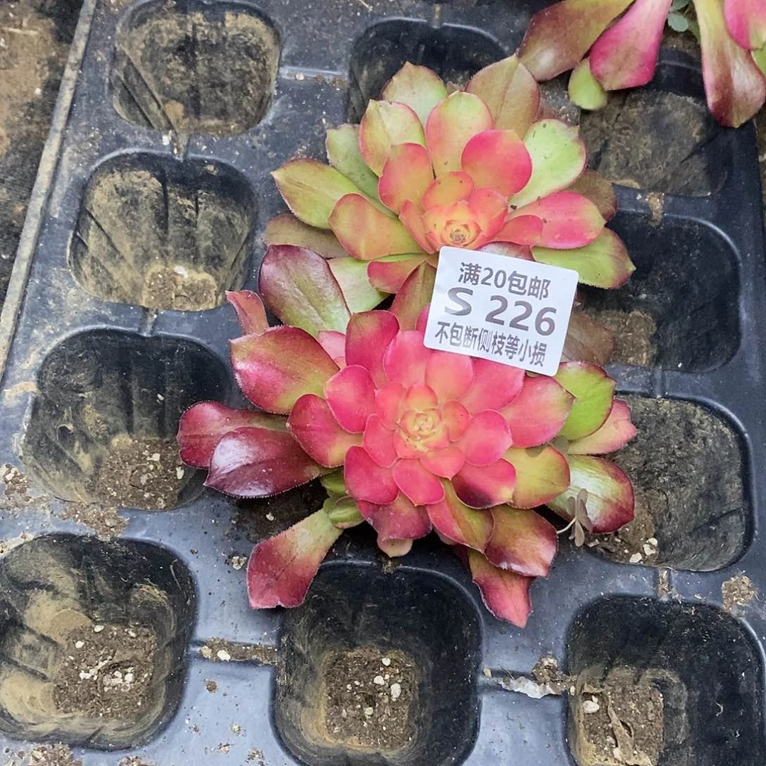 226红牡丹多肉带仔多肉量拍