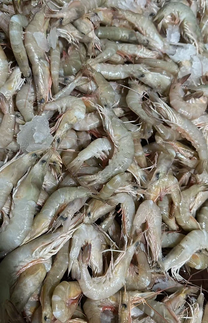 福建海鲜 新鲜海捕沙虾