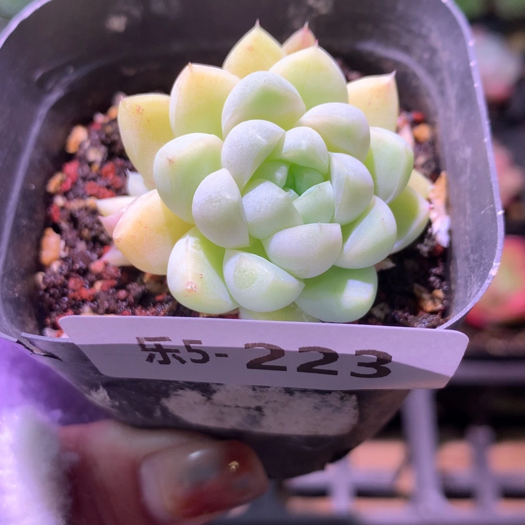 乐然 5-223 厚叶月影