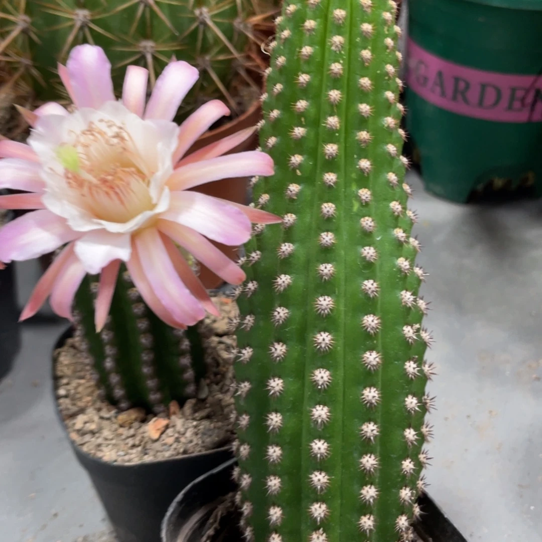 进口金妞金1自根一杯保15公分