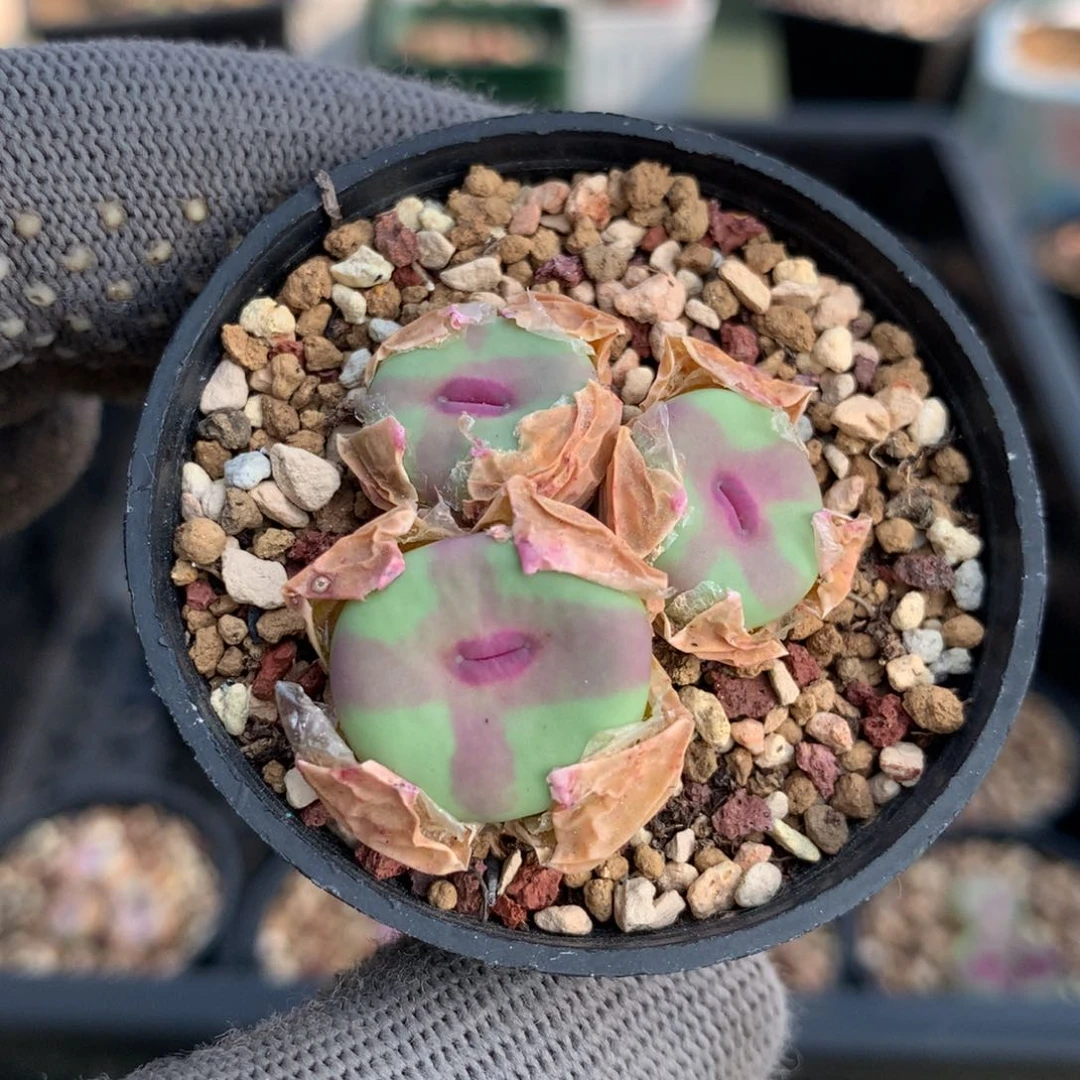 @***心a890大型红嘴母本