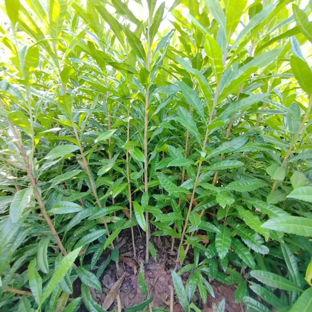 杨梅实生苗砧木直生苗原生苗