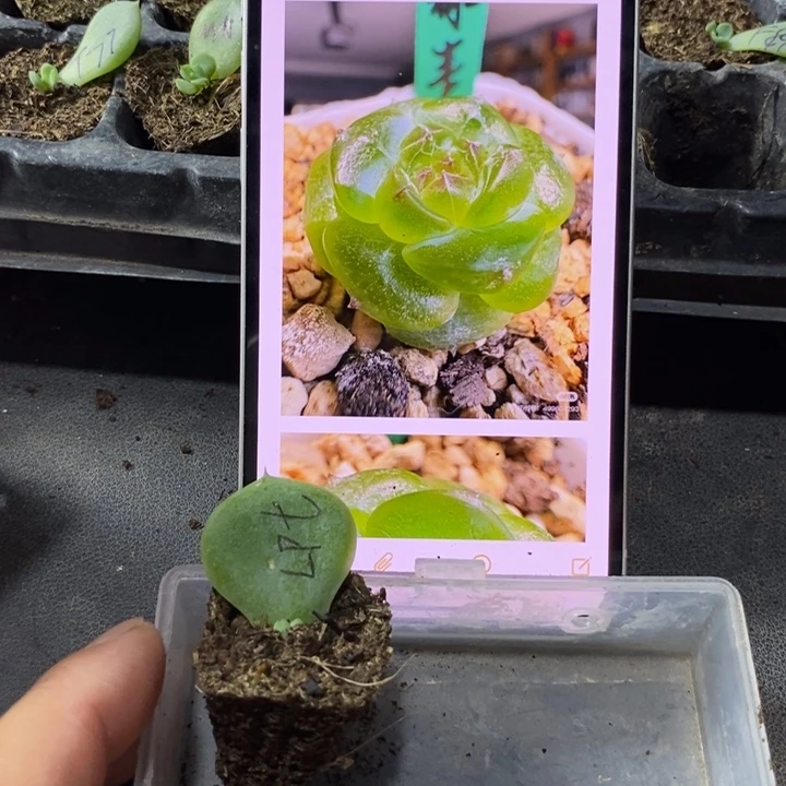 穴盘绿菩提苗一个