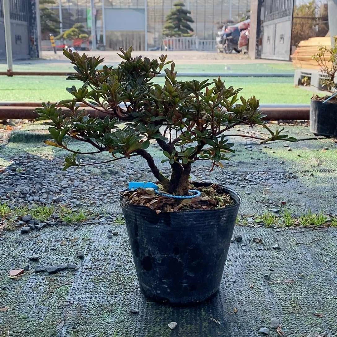 盆景P***鹏1797杜鹃
