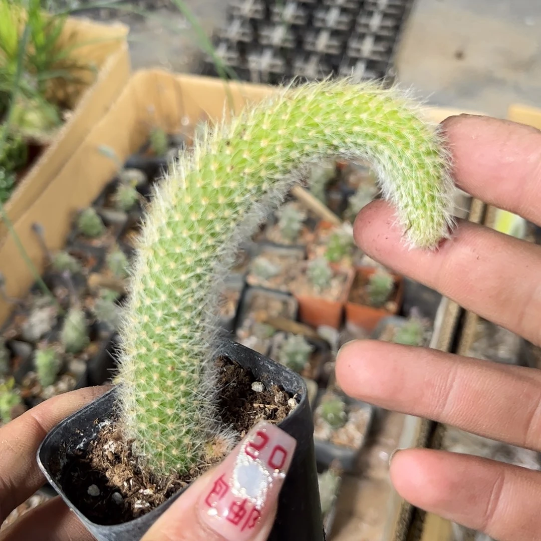 九尾狐单头发货有根