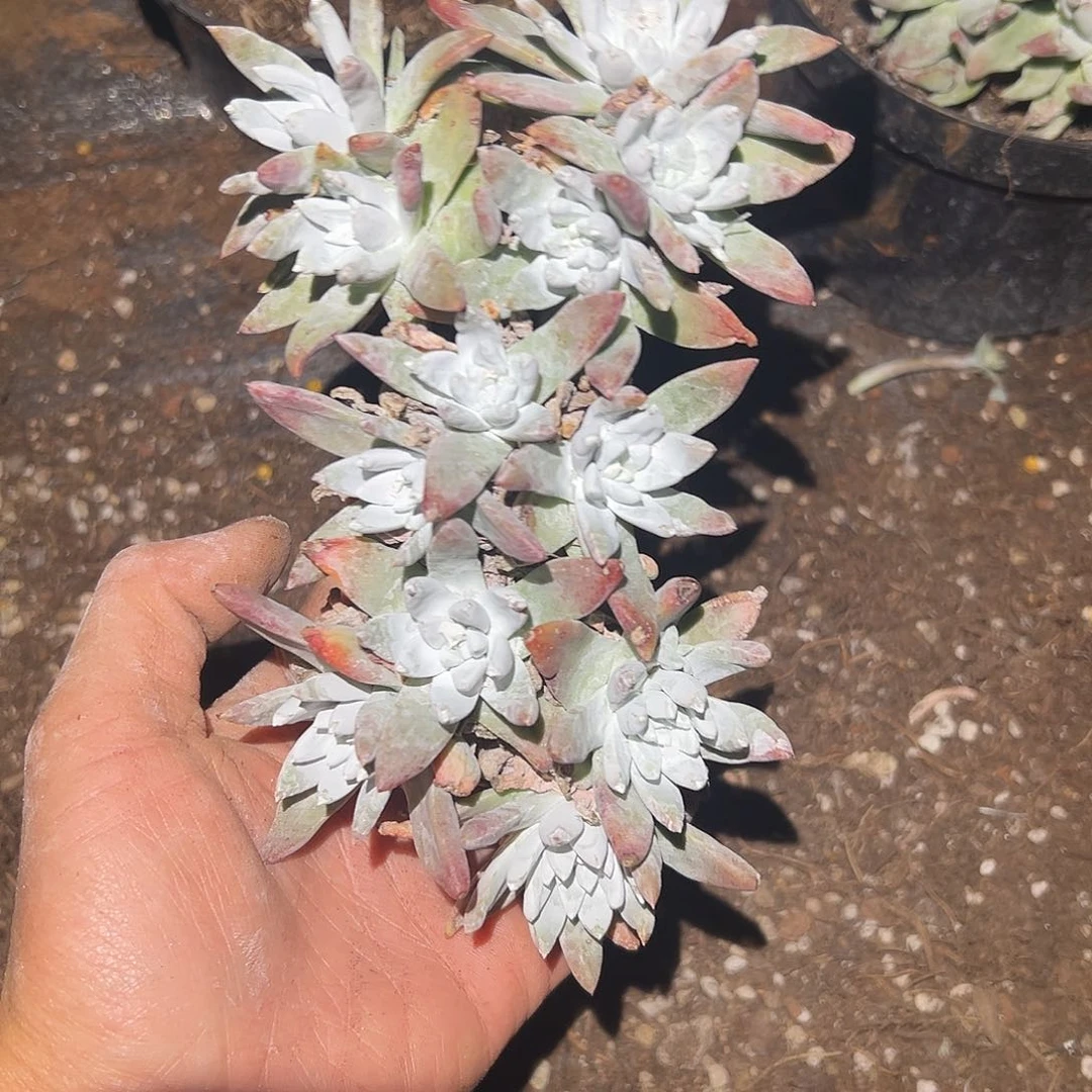 白姆仙女杯多肉处理瑕疵