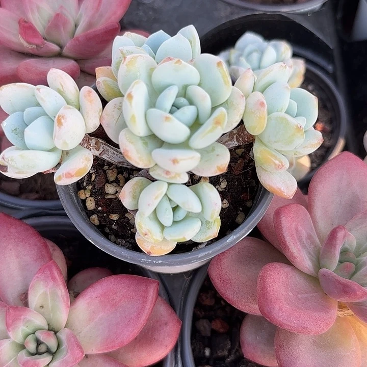 青蛙王子儿童牙膏11