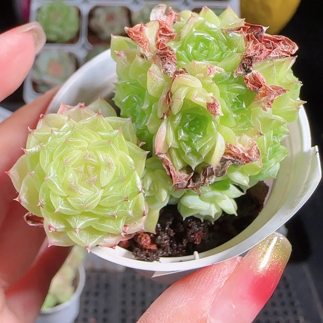 0926-104麦秆优选不包整