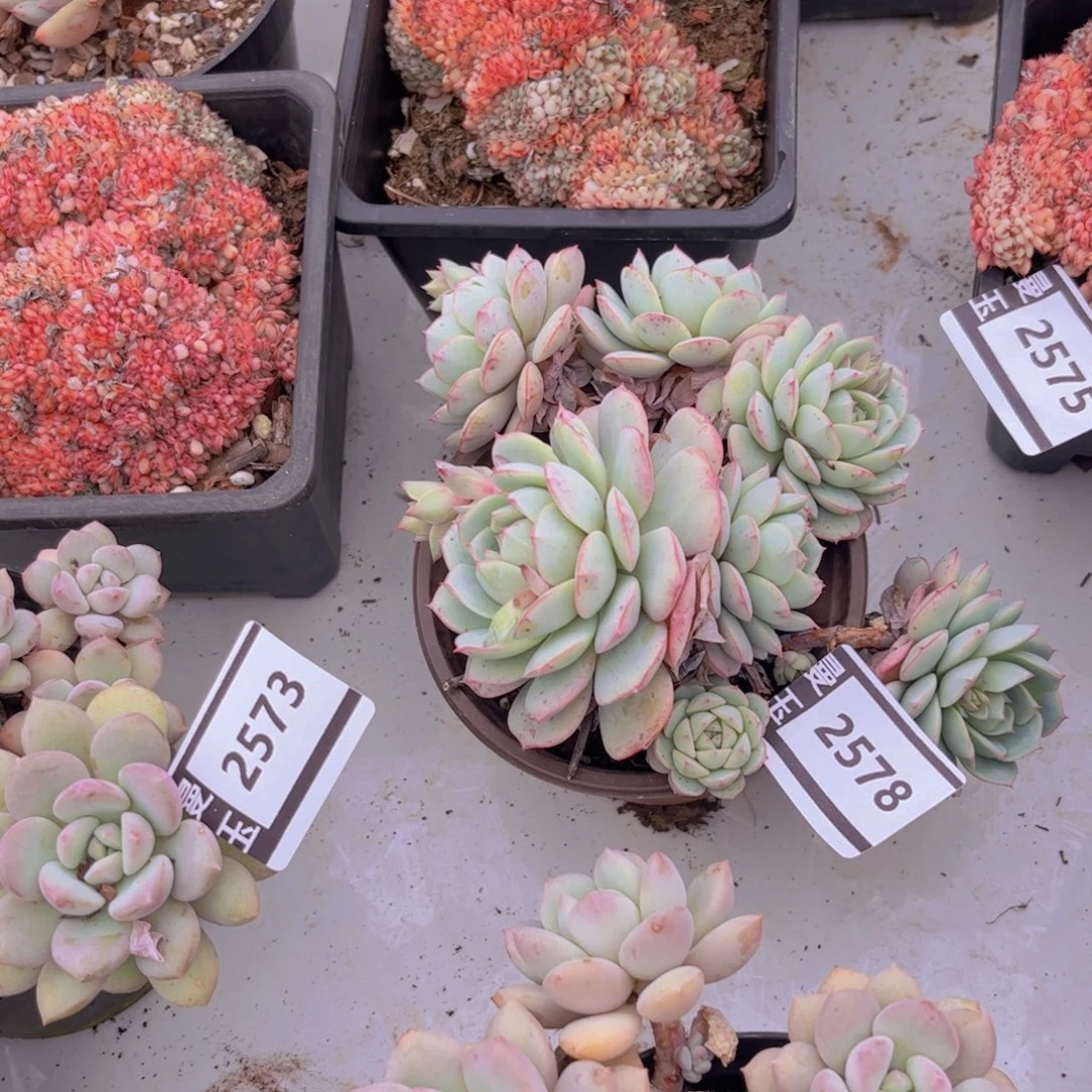 凌波仙子杂多肉植物2578