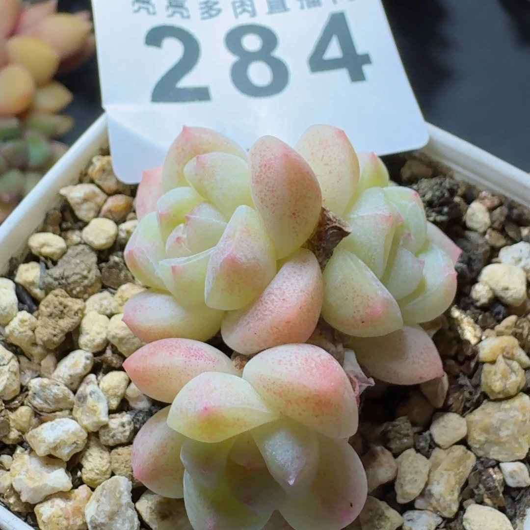 冰玉小脸      愿你一路坦途，乘风破浪展宏图