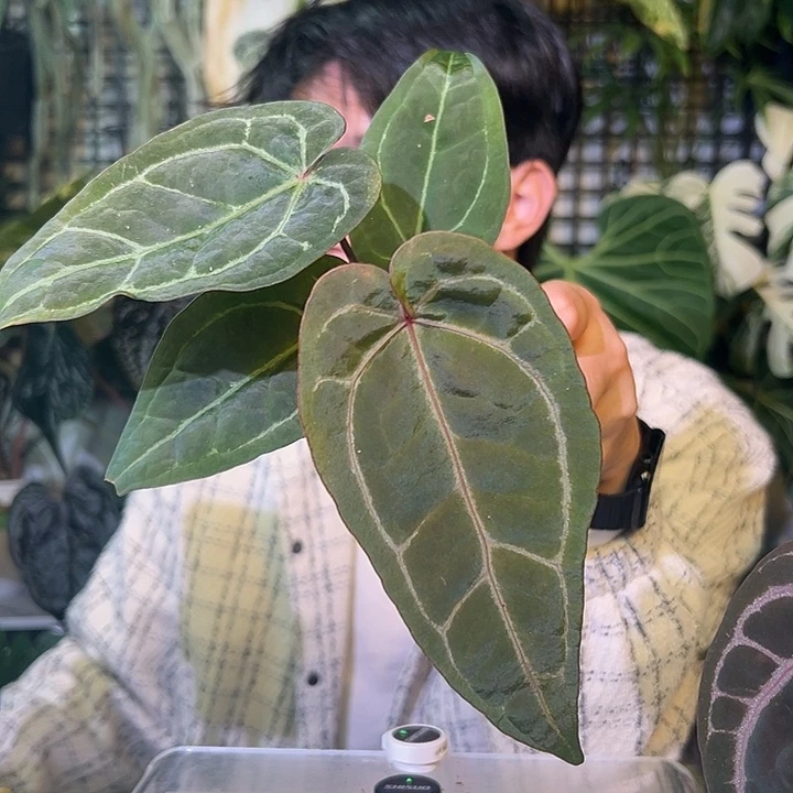 完全开放G994黑曜石杂紫水晶