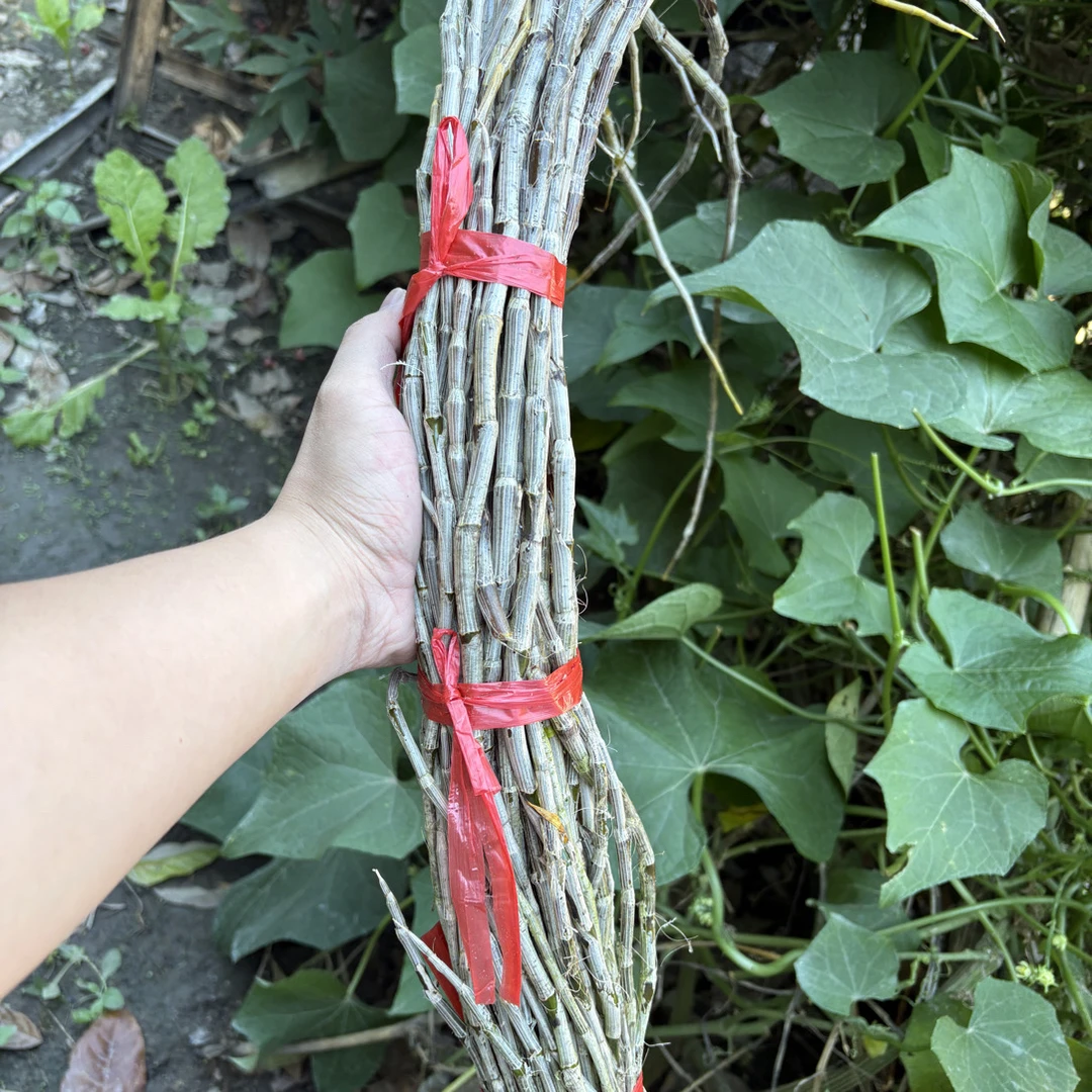 【彭彭先収山货】-正-宗-鲜-石-斛-条-滋补营养品