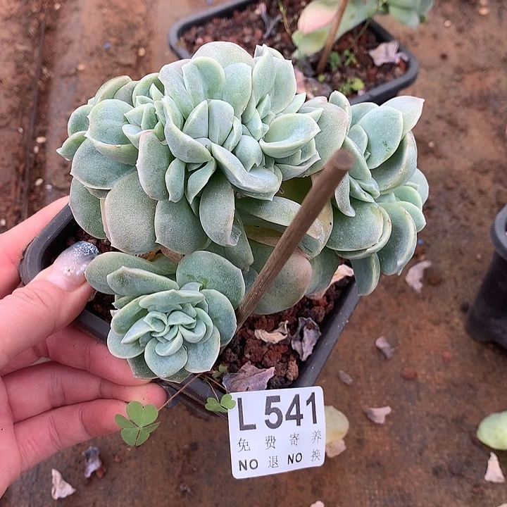 可爱玫瑰缀化 541 9.27号左右发