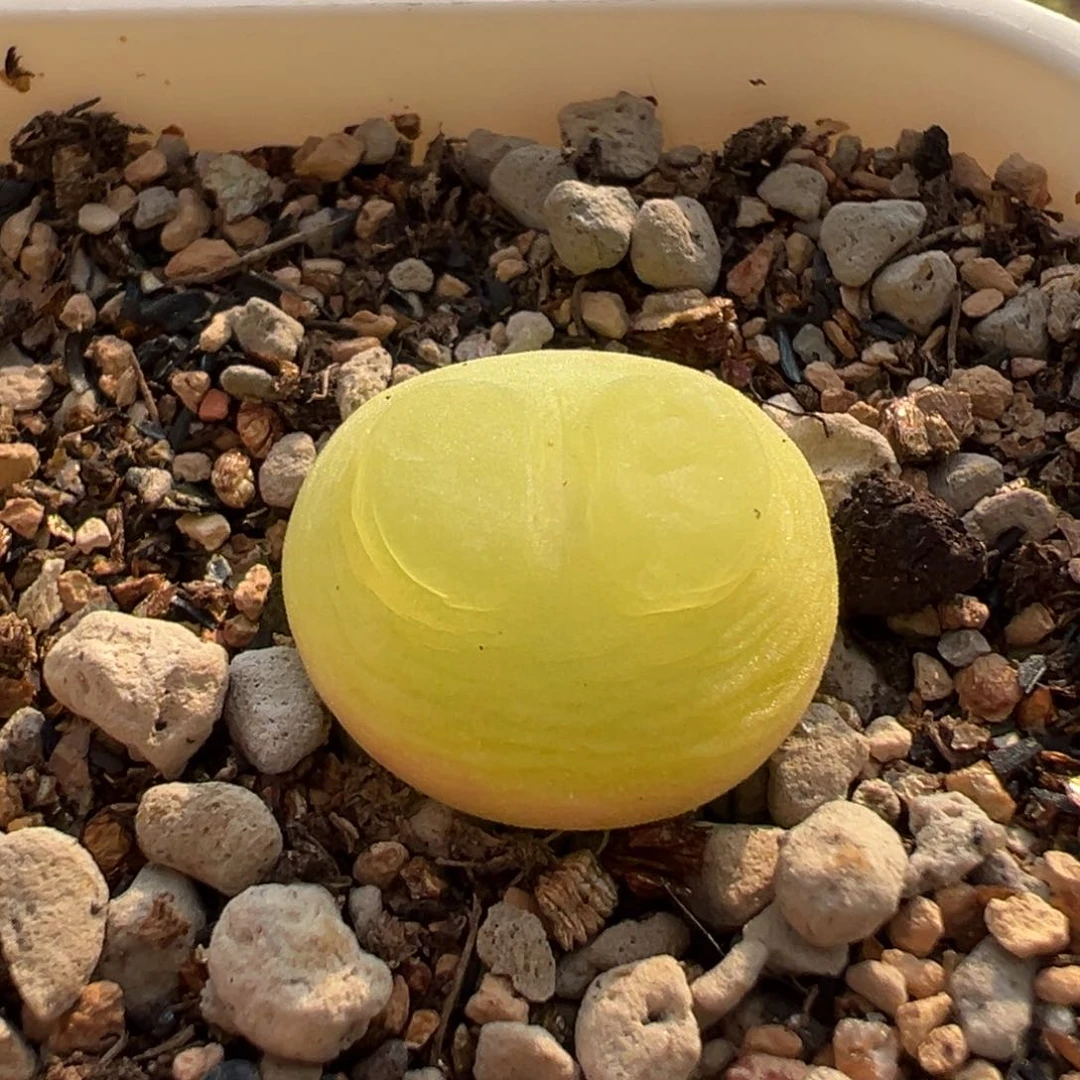 小仙仙拉登多肉多肉