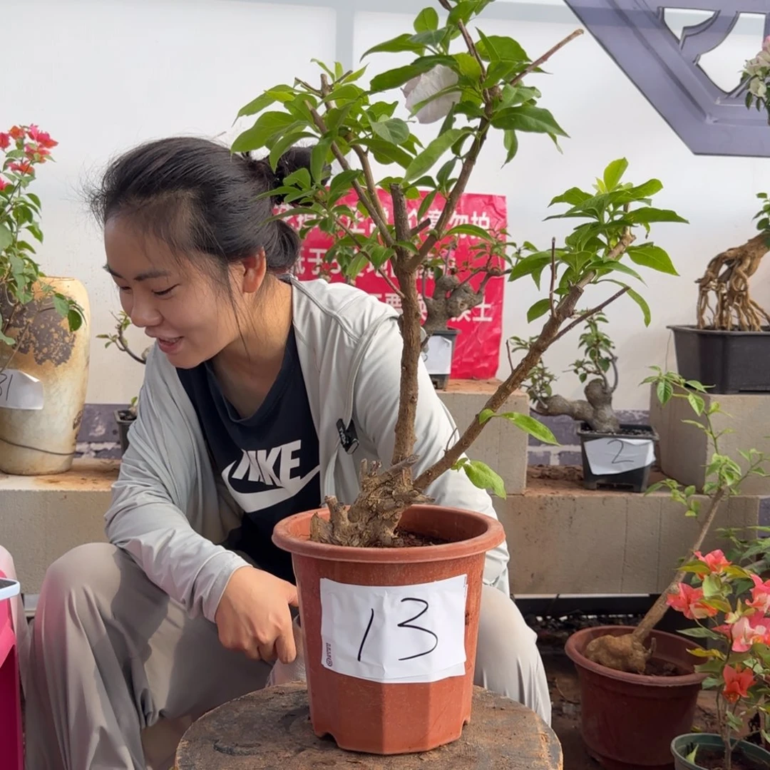 大部分花苞少量开放