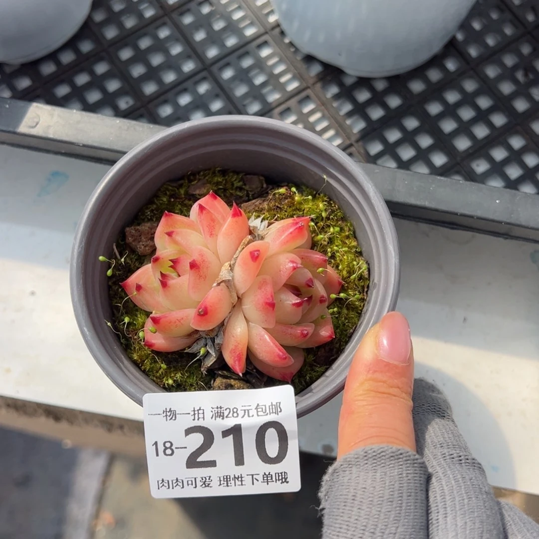 夏洛多肉多肉多肉多肉