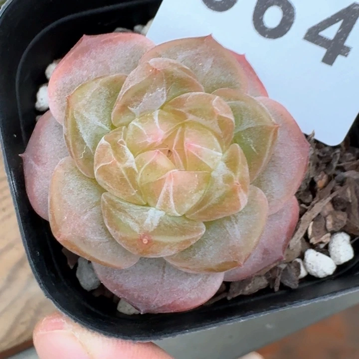 懒***杨  开播福利多肉植物