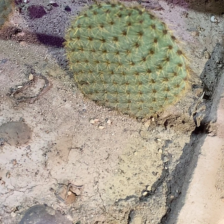 潮流植物金毛团扇一颗