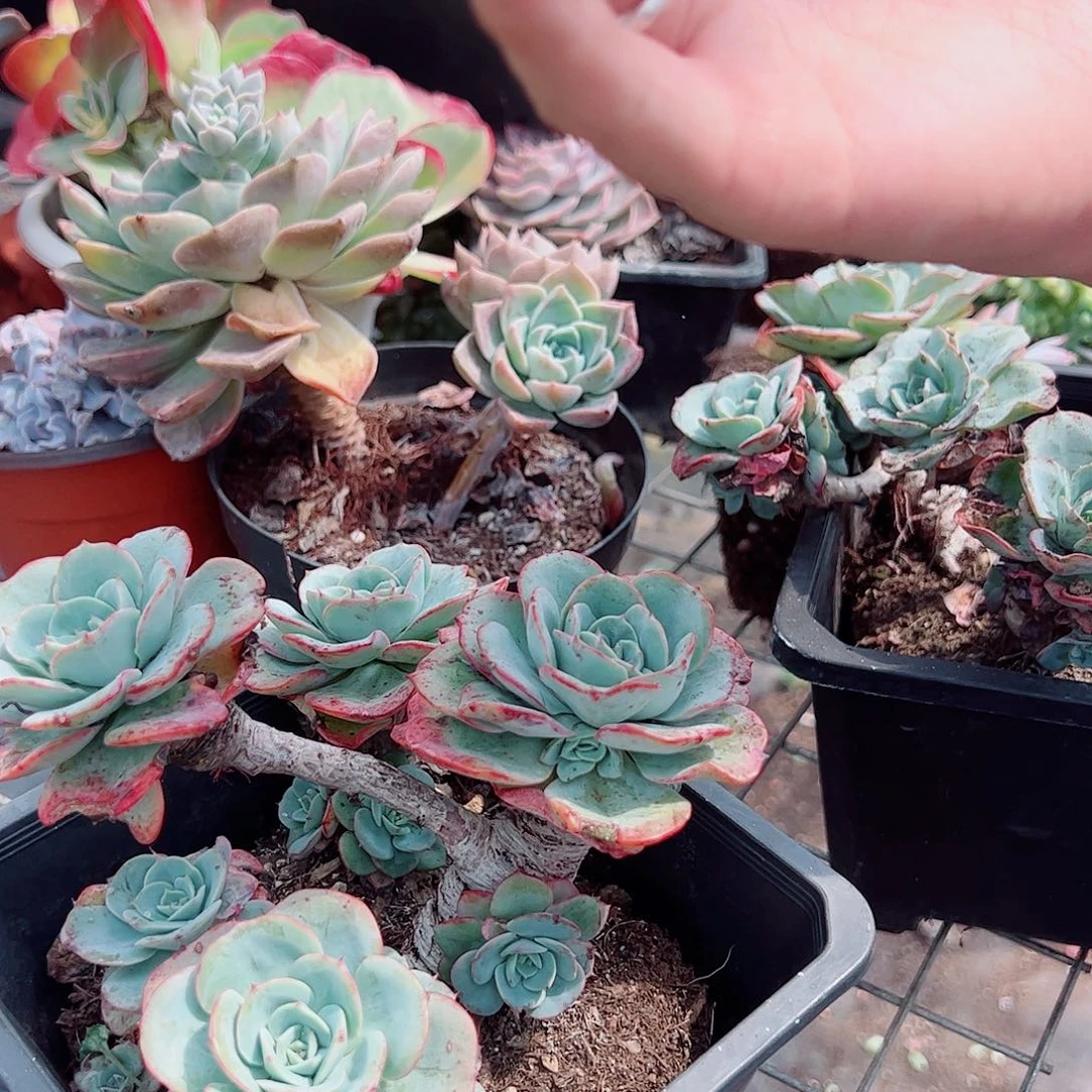 奶油黄桃 老桩 五头起发