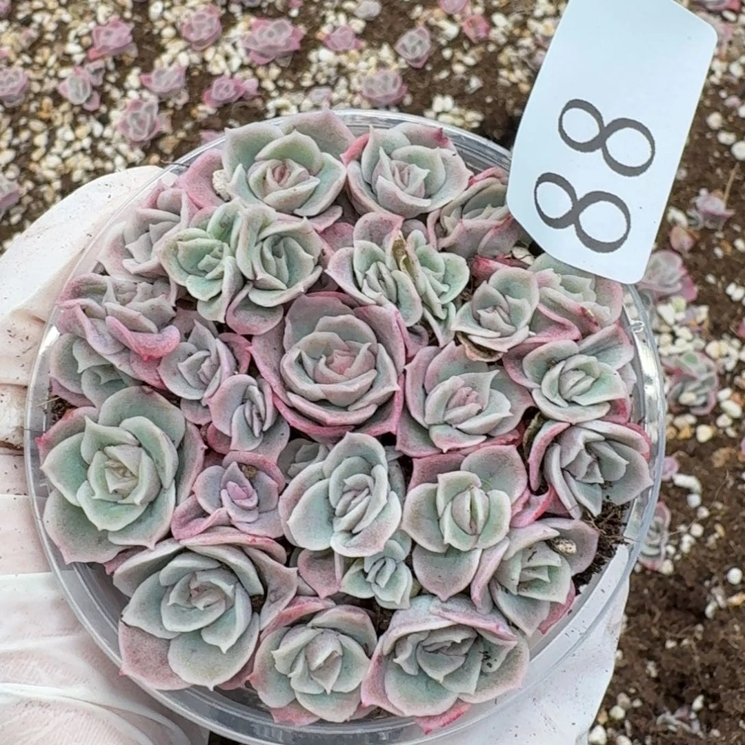 多肉植物多肉植物88