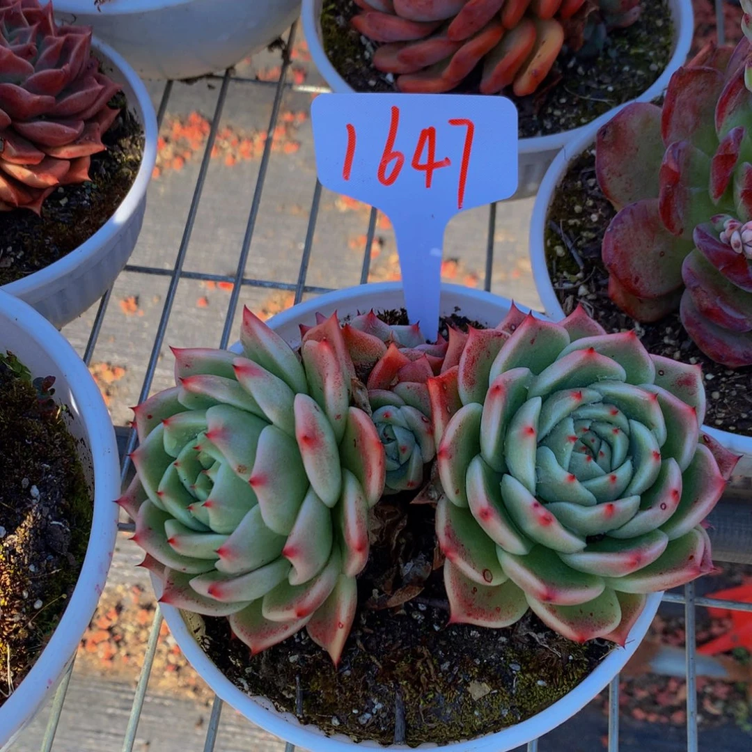 1647-5-15-一物一拍