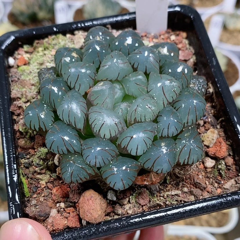 【闪购商品】北****站117潘灯