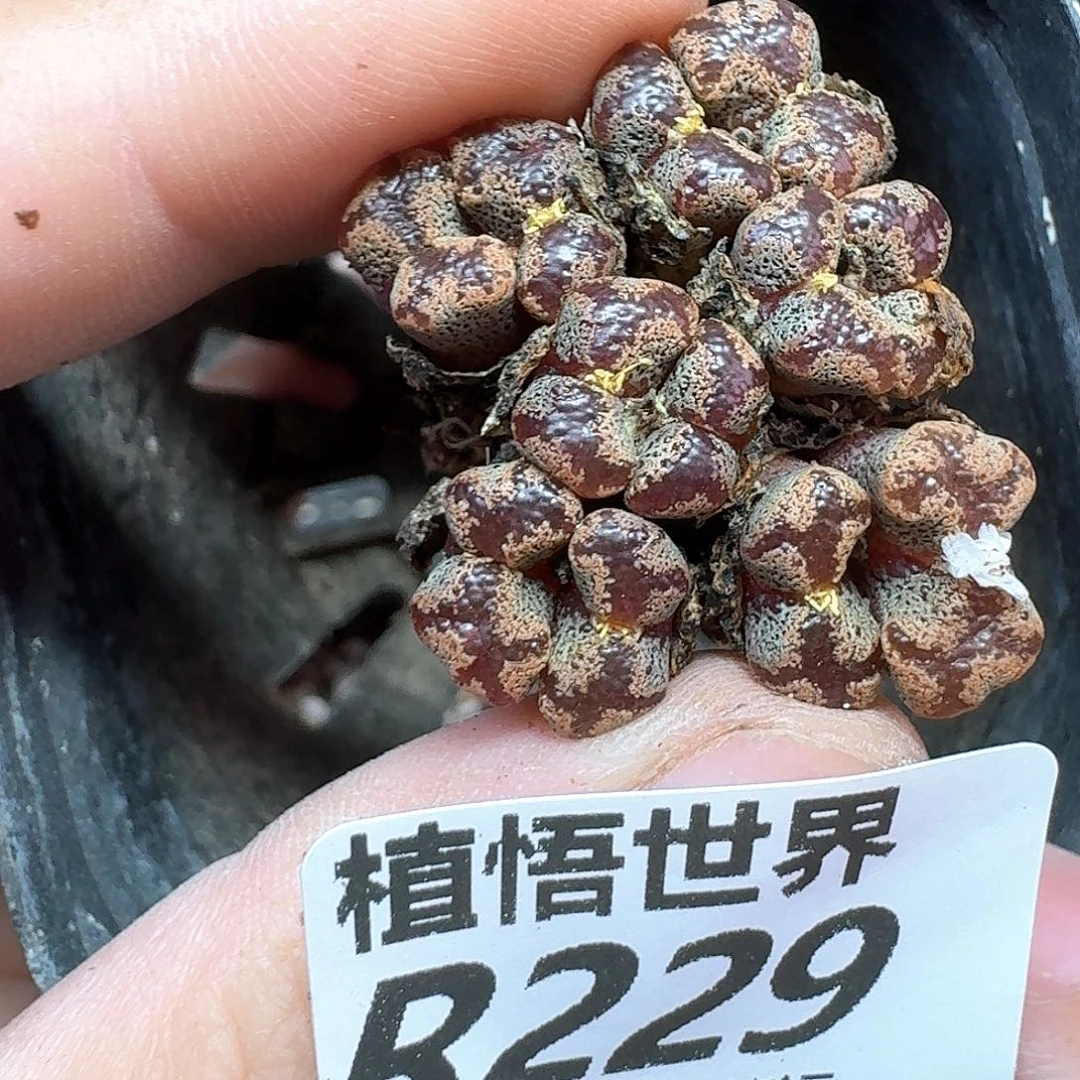 多肉植物的润泽ef