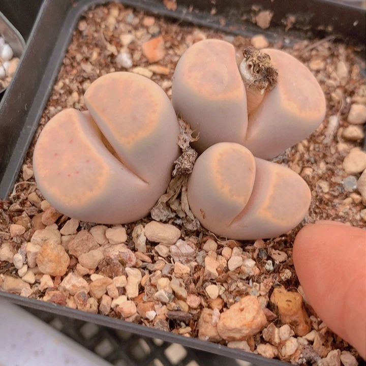 17898888888898898888666