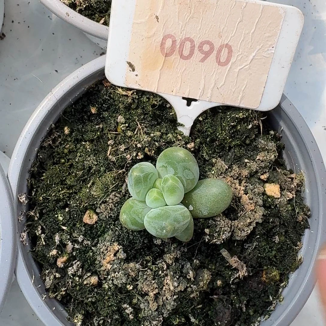 玄女1234567891011213