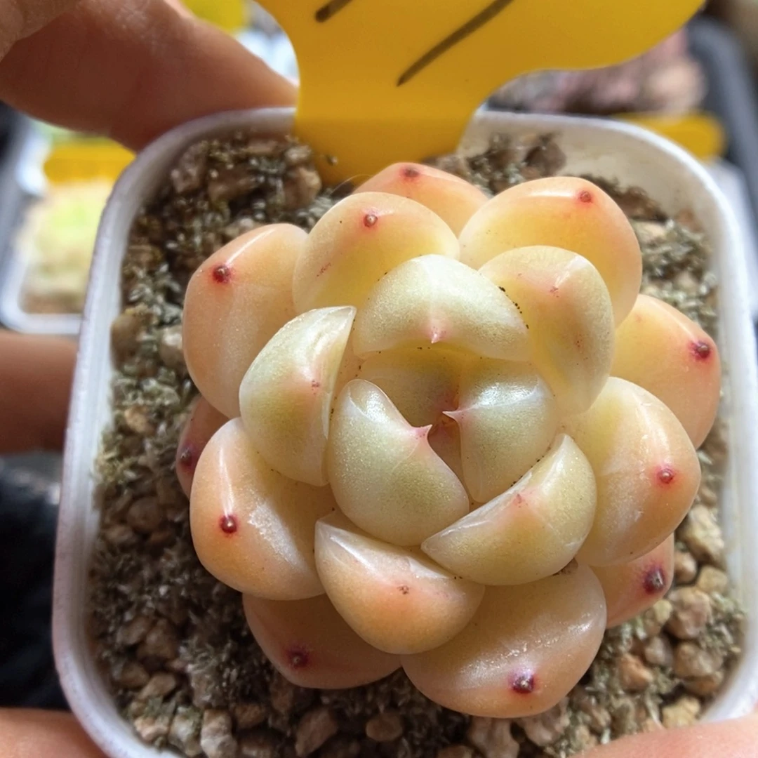 油透珍妮可拍779号。