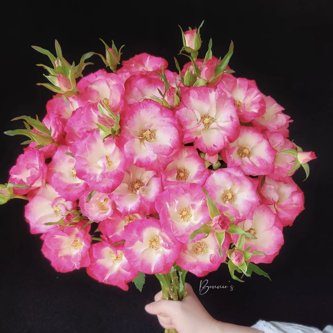 两单包邮！多头画扇10只（20%不售后）