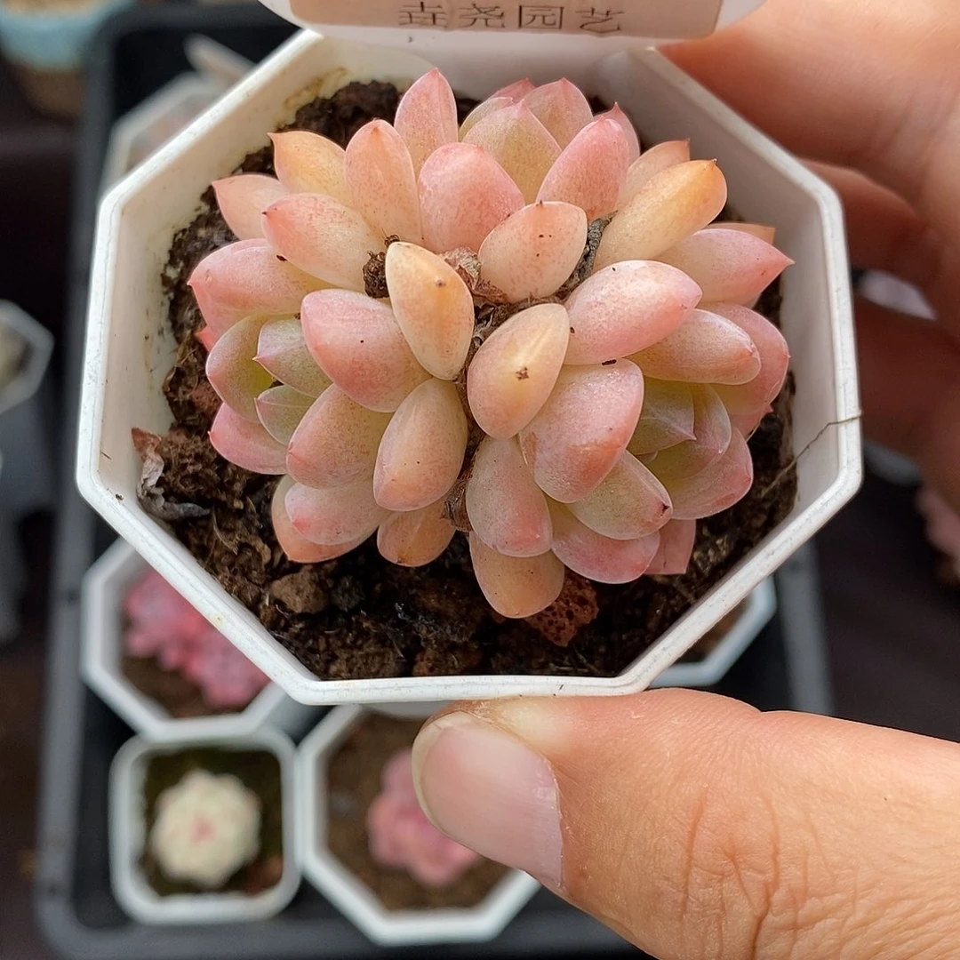 0016 星星橙 5cm