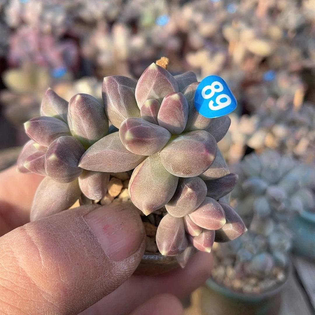 乌拉克拉 脱土发货 3 口盆