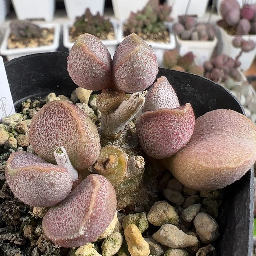 纯木质老桩锦鲤多肉植物