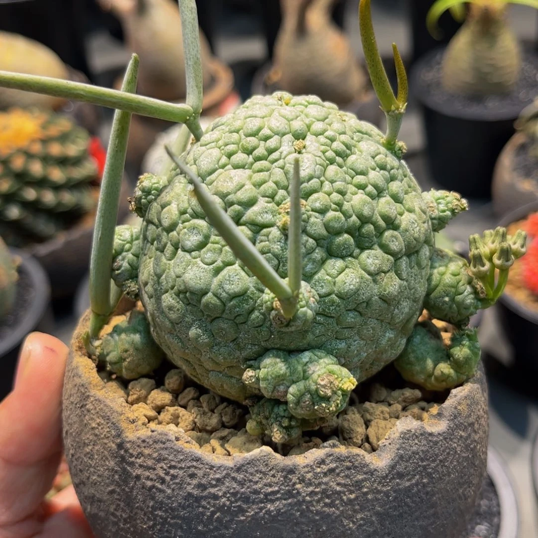 凝蹄玉xmmmmmmmmmmn