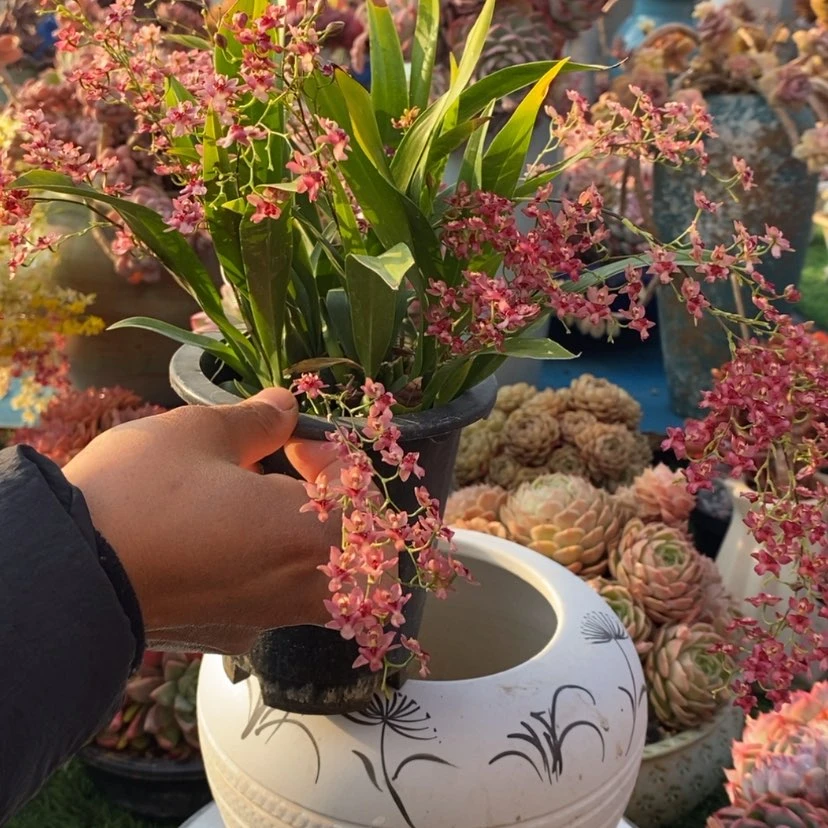 【闪购商品】开**你多肉植物