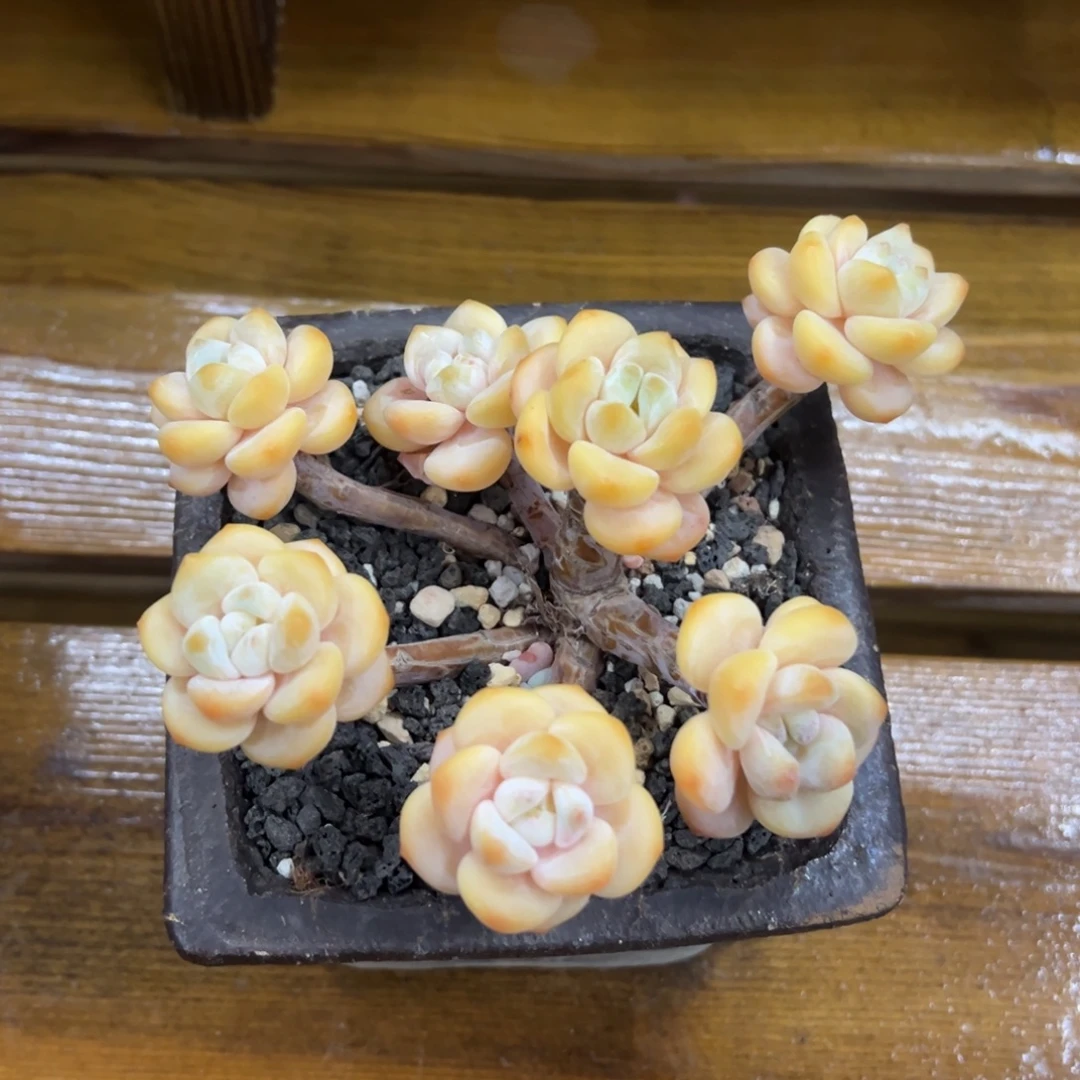 张张精品多肉冷香