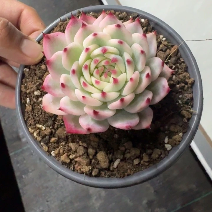 吉娃娃锦 单头 一物一拍