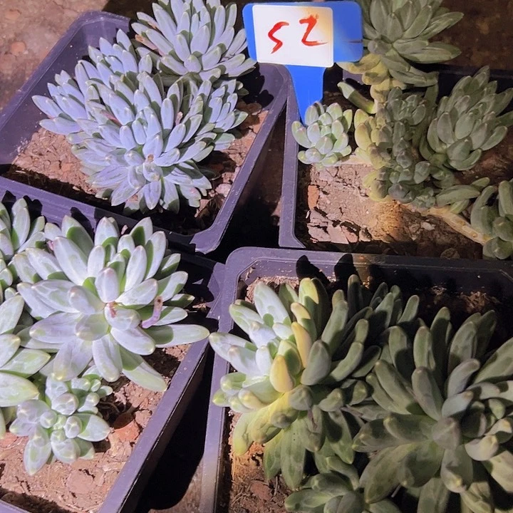 52乌拉克咖一个脱土