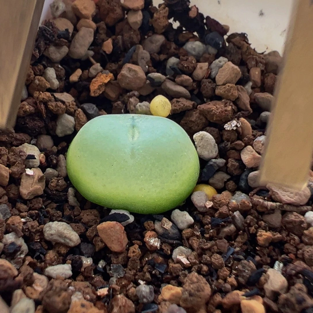 1.5厘米多肉带盆植物